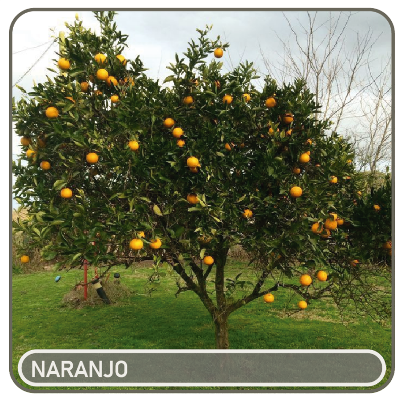 naranjo-standard-s7288w.png