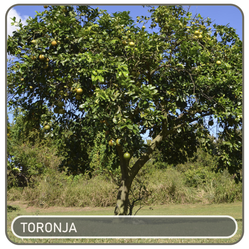 toronja-standard.png