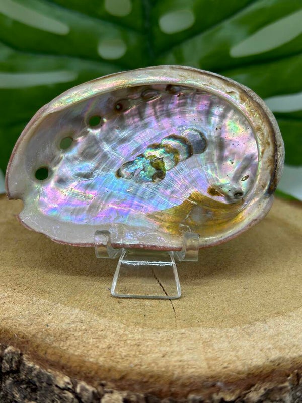 Abalone schelp