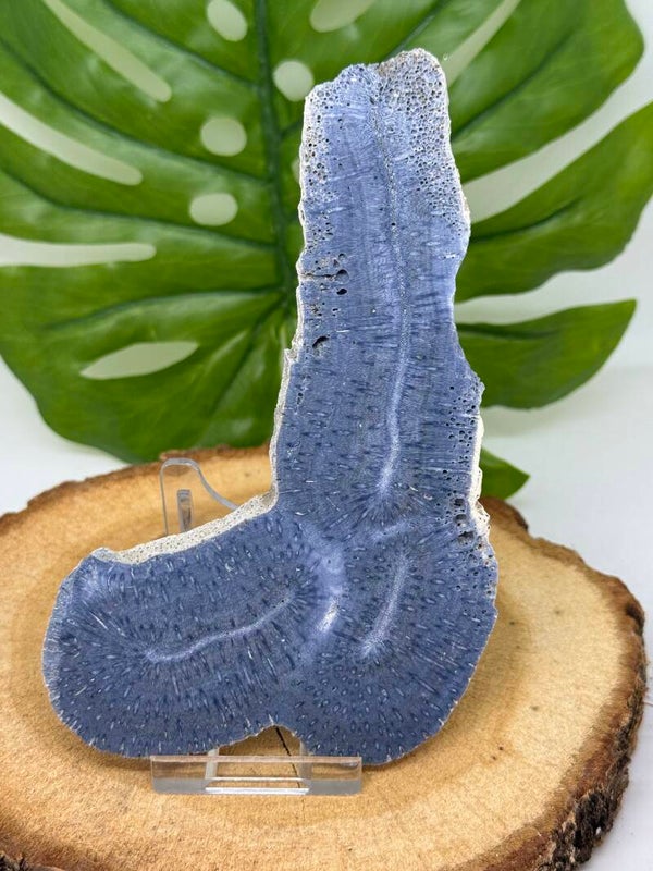 Gefossiliseerd koraal