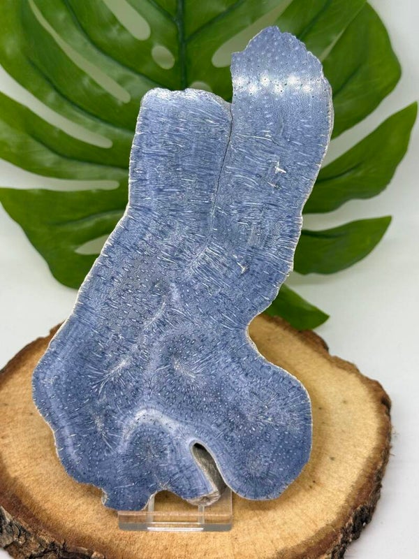 Gefossiliseerd Koraal