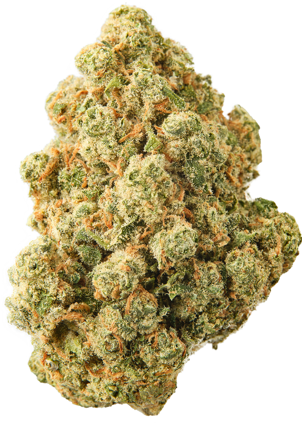 JACK HERER