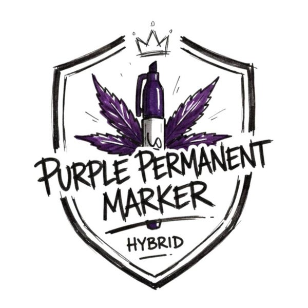 PURPLE PERMANENT MARKER 🇺🇸