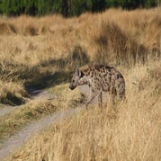 IMG_4184.jpg