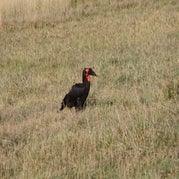 IMG_4439.jpg
