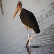IMG_4343.jpg