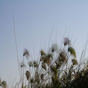IMG_4525.jpg
