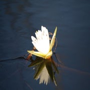 IMG_4529.jpg
