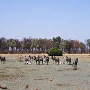 IMG_4238.jpg