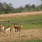 IMG_4194.jpg