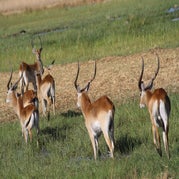 IMG_4188.jpg