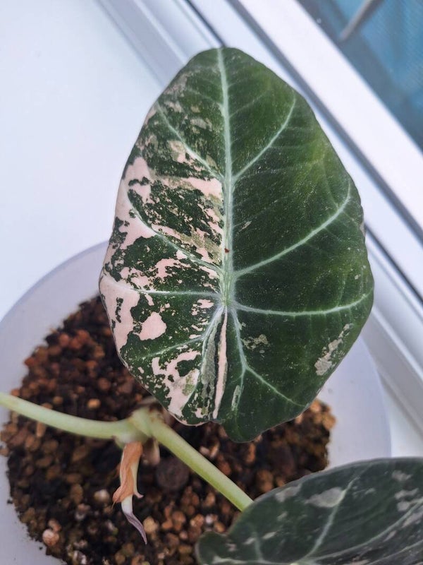 Rare Alocasia ‘Frydek Variegata’ . Stunning Half-Moon Variegated Leaf – Collector’s Houseplant