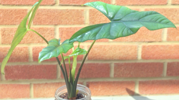 alocasia longiloba variegated