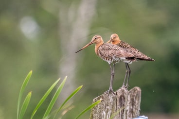 2gruttos-standard-pigecr.jpg