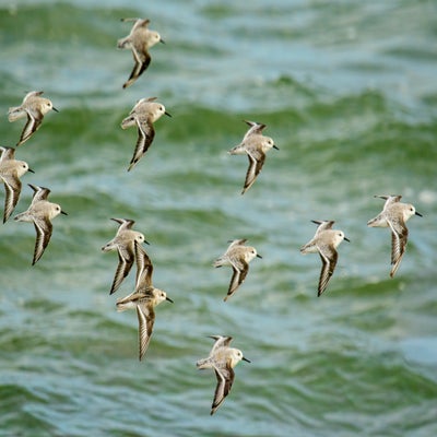 3teenstrandlopers-standard-orjhwi.jpg