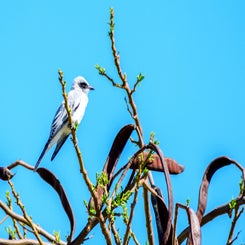 australiesche-rupsvogel-standard.jpg