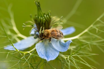 bijenbloemen-standard.jpg