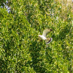 bijzonderevogel-standard.jpg