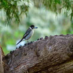 butcherbird-standard.jpg