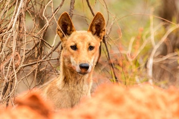 dingo-standard-h6fe07.jpg