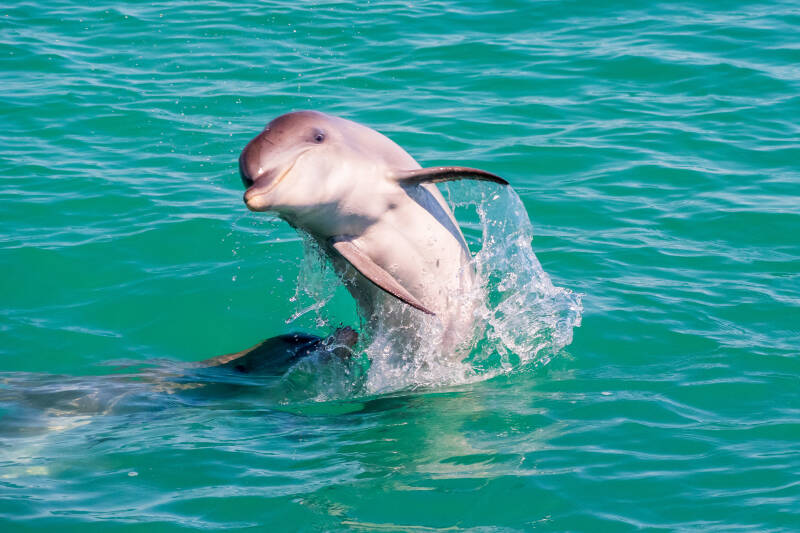 dolfijn6mooi-standard-svl6tp.jpg
