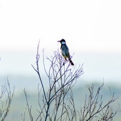 dsc_7585-standard.jpg