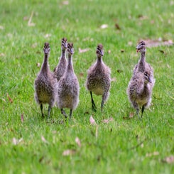 eendjes-standard-3rthjv.jpg