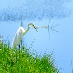 egret-standard.jpg