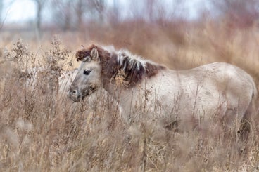 konikpaard-1.jpg