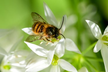 hommel1-standard.jpg