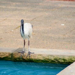 ibis-standard.jpg