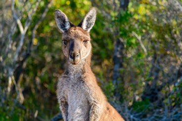 kangaroo-standard.jpg