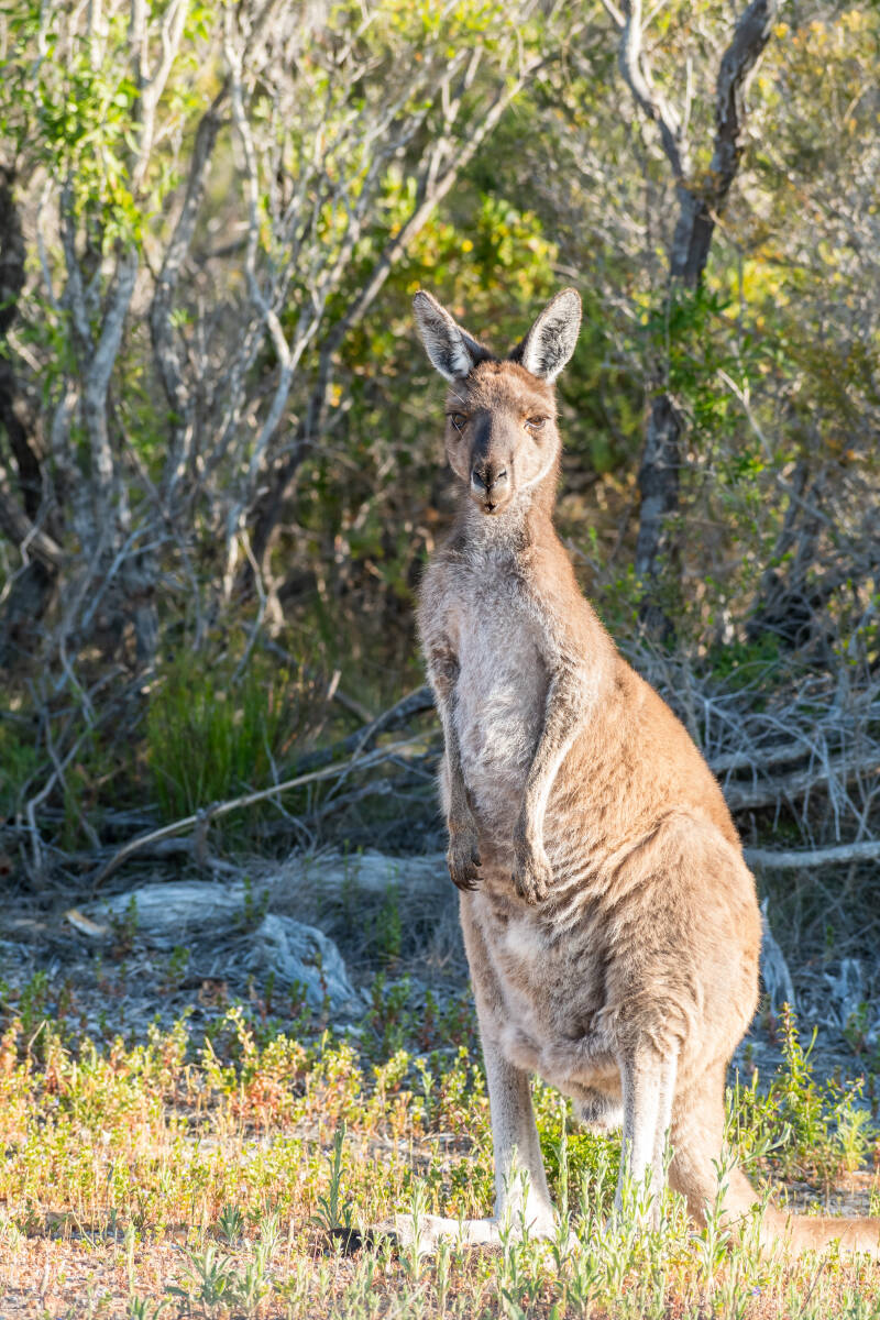 kangaroo1-standard.jpg