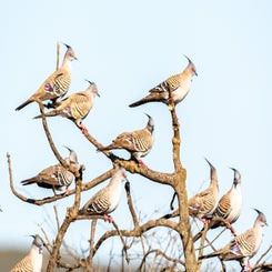 kuifduif-standard.jpg