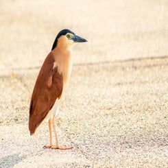 kwak-standard.jpg