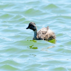littlegrebe1-standard.jpg