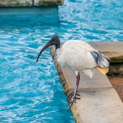 mooieibis-standard-rek0sl.jpg
