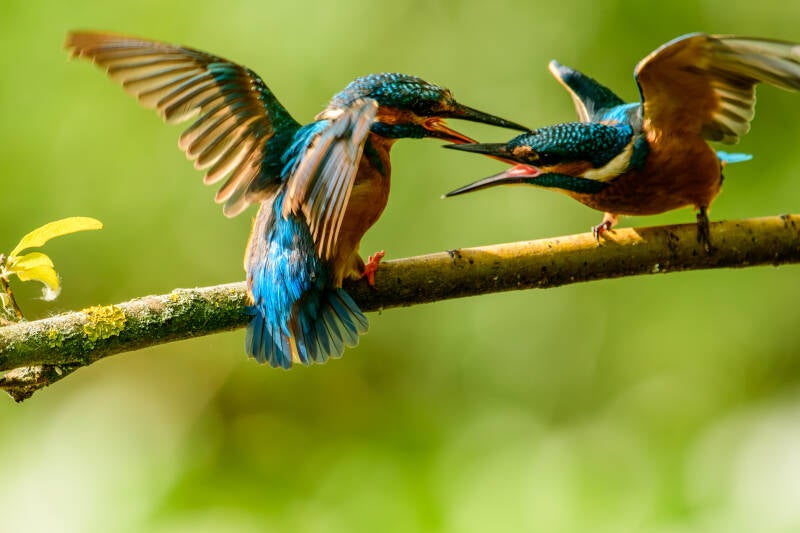 mooieijsvogels1-standard-fcko0g.jpg