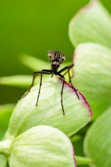 mooieinsect-standard-u6sf2g.jpg