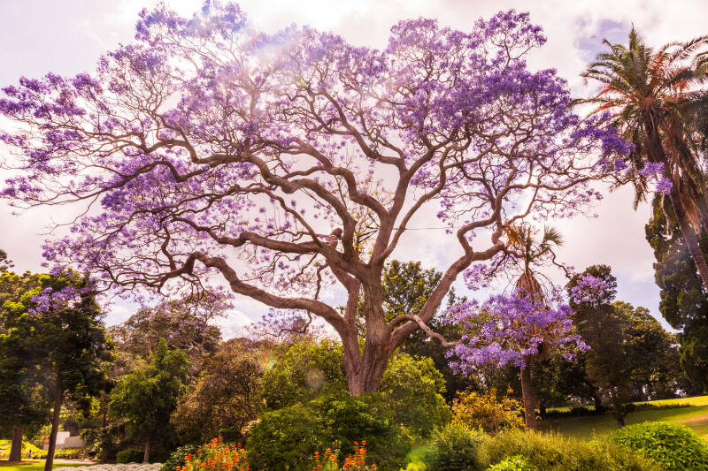 mooiejacuranda-standard-q7qoht.jpg