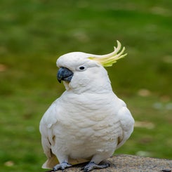 mooiekakatoe-standard-sec1fy.jpg