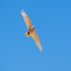 mooiekakatoewit-standard-10mq4h.jpg