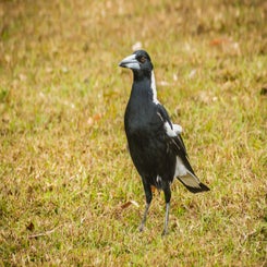 mooiekraai-standard-8m5hgy.jpg