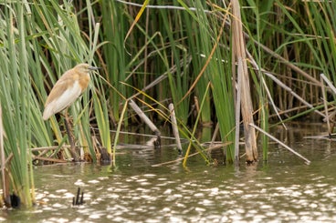 mooieralreiger-standard.jpg