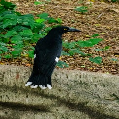 orgelvogel-standard.jpg