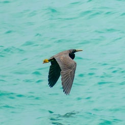 pacific-reef-heron-standard.jpg