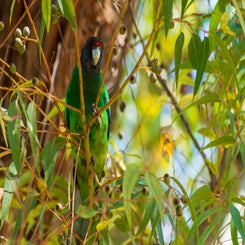 portlincolnparkiet-standard.jpg