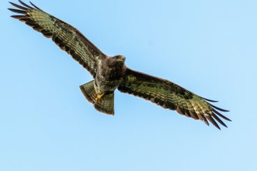 prachtigebuizerd-standard-aespv3.jpg