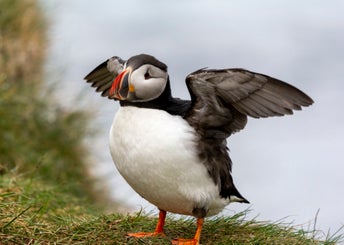 puffin412-standard.jpg