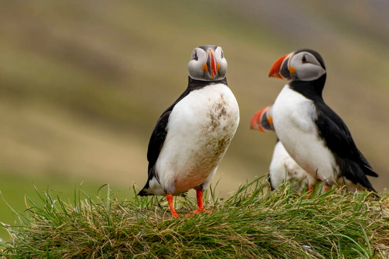 puffin43-standard.jpg